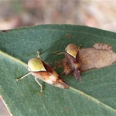 Brunotartessus fulvus (Yellow-headed Leafhopper) at Cook, ACT - 10 Nov 2024 by CathB