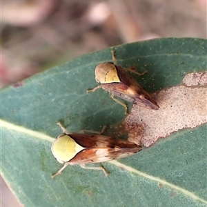 Brunotartessus fulvus at Cook, ACT - 10 Nov 2024 10:16 AM