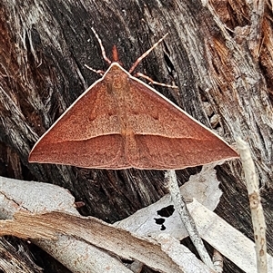 Epidesmia chilonaria (Golden-winged Epidesmia) at Acton, ACT by MatthewFrawley