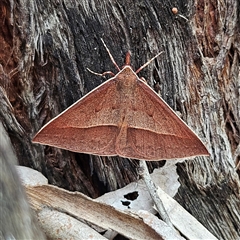 Epidesmia chilonaria at Acton, ACT - 6 Dec 2024