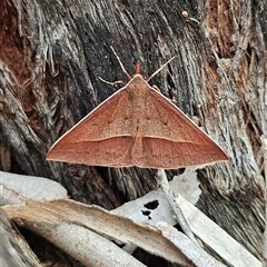 Epidesmia chilonaria at Acton, ACT - 6 Dec 2024