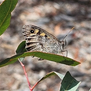 Geitoneura klugii (Marbled Xenica) at Acton, ACT by MatthewFrawley