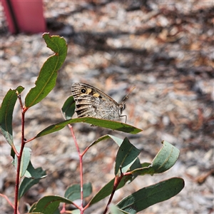 Geitoneura klugii at Acton, ACT - 6 Dec 2024 11:59 AM