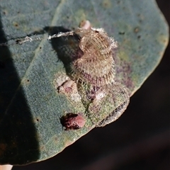 Cardiaspina sp. (genus) (Lace or Basket lerp) at Cook, ACT - 7 Nov 2024 by CathB