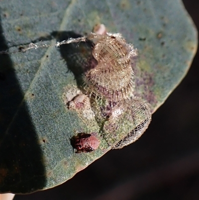 Cardiaspina sp. (genus) (Lace or Basket lerp) at Cook, ACT - 8 Nov 2024 by CathB