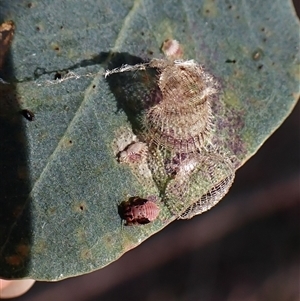 Cardiaspina sp. (genus) at Cook, ACT - 8 Nov 2024 07:43 AM