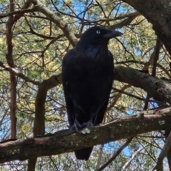 Corvus coronoides (Australian Raven) at Acton, ACT - 6 Dec 2024 by MatthewFrawley