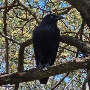 Corvus coronoides at Acton, ACT by MatthewFrawley