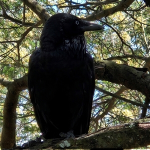 Corvus coronoides at Acton, ACT - 6 Dec 2024 12:14 PM