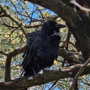 Corvus coronoides at Acton, ACT - 6 Dec 2024 12:14 PM