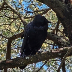 Corvus coronoides at Acton, ACT - 6 Dec 2024 12:14 PM