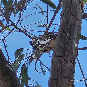 Charaxes sempronius at Acton, ACT - 6 Dec 2024