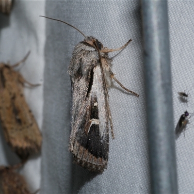 Proteuxoa sp. (06) (MoV, Part 9) (A Noctuid moth (Acronictinae)) at Freshwater Creek, VIC - 15 Apr 2020 by WendyEM