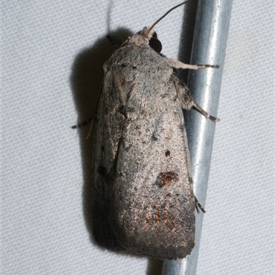 Proteuxoa tibiata (Horseshoe Noctuid) at Freshwater Creek, VIC - 15 Apr 2020 by WendyEM