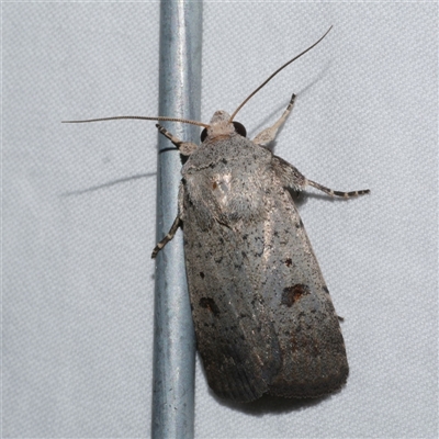 Proteuxoa tibiata (Horseshoe Noctuid) at Freshwater Creek, VIC - 15 Apr 2020 by WendyEM