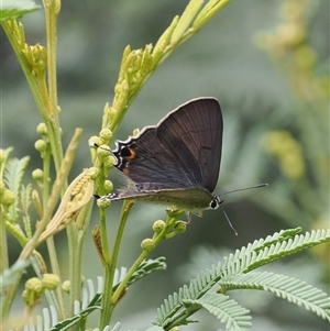 Jalmenus ictinus (Stencilled Hairstreak) at Kenny, ACT by RAllen