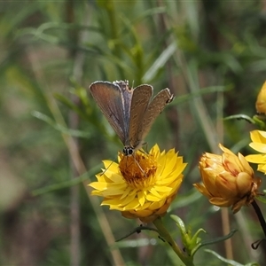 Jalmenus icilius (Amethyst Hairstreak) at Kenny, ACT by RAllen