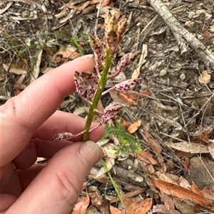 Dipodium punctatum at Yerriyong, NSW by lbradley