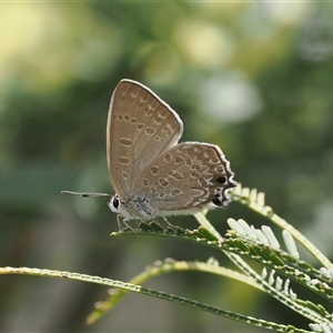 Jalmenus icilius (Amethyst Hairstreak) at Kenny, ACT by RAllen