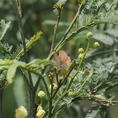 Nacaduba biocellata at Kenny, ACT - 4 Dec 2024