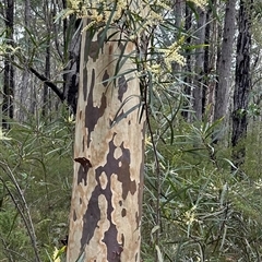 Acacia obtusifolia (Blunt-leaf Wattle) at Yerriyong, NSW - 6 Dec 2024 by lbradley