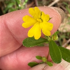 Hibbertia aspera subsp. aspera at Yerriyong, NSW - 6 Dec 2024 by lbradley