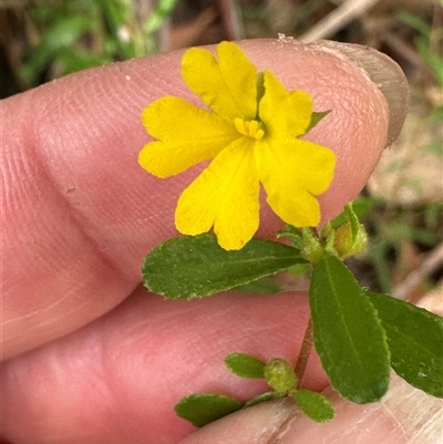 Hibbertia aspera subsp. aspera at Yerriyong, NSW - 6 Dec 2024 by lbradley