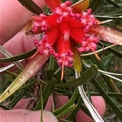 Lambertia formosa (Mountain Devil) at Yerriyong, NSW - 6 Dec 2024 by lbradley