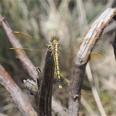 Austrogomphus guerini at Kenny, ACT - 4 Dec 2024 by RAllen