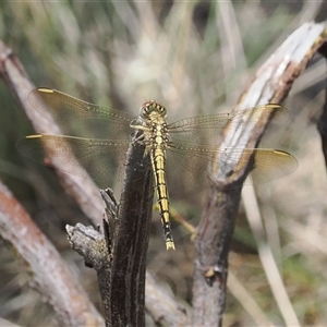 Orthetrum caledonicum at Kenny, ACT - 4 Dec 2024 12:47 PM