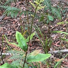 Lomatia ilicifolia (Holly Lomatia) at Yerriyong, NSW - 6 Dec 2024 by lbradley