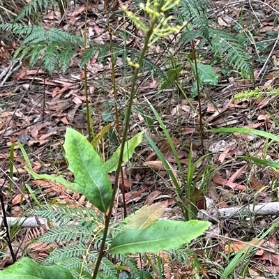 Lomatia ilicifolia (Holly Lomatia) at Yerriyong, NSW - 6 Dec 2024 by lbradley