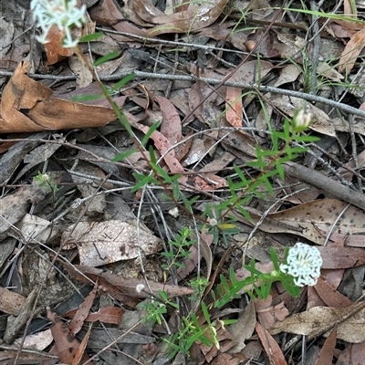 Pimelea linifolia (Slender Rice Flower) at Tomerong, NSW - 6 Dec 2024 by lbradley