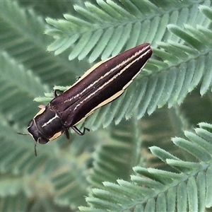 Agrilus hypoleucus at Bungendore, NSW - 6 Dec 2024 05:16 PM