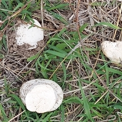 Calvatia sp. (a puffball ) at Kambah, ACT - 6 Dec 2024 by GirtsO