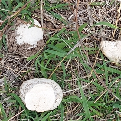 Calvatia sp. (a puffball ) at Kambah, ACT - 5 Dec 2024 by GirtsO