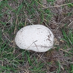 Calvatia sp. at Kambah, ACT - 6 Dec 2024