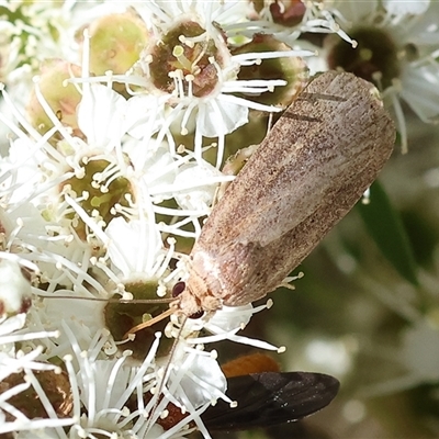 Athetis tenuis (Plain Tenuis Moth) at Yackandandah, VIC - 2 Dec 2024 by KylieWaldon