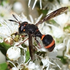 Ceriana (genus) (A wasp mimic hoverfly) at Yackandandah, VIC - 2 Dec 2024 by KylieWaldon