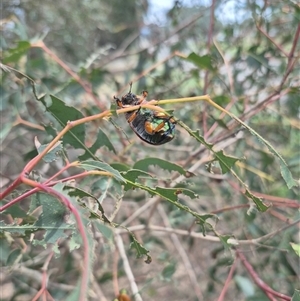 Anoplognathus brunnipennis at Braidwood, NSW - 6 Dec 2024