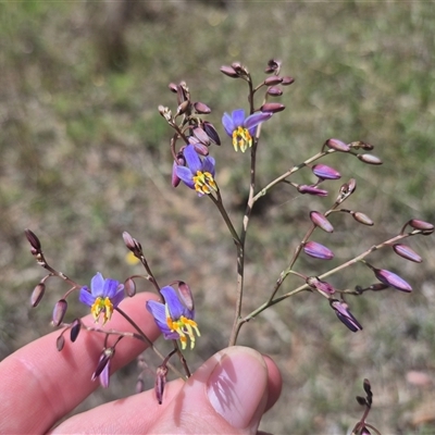 Dianella revoluta var. revoluta (Black-Anther Flax Lily) at Manar, NSW - 6 Dec 2024 by clarehoneydove