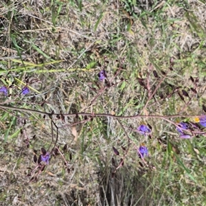 Dianella revoluta var. revoluta at Manar, NSW - 6 Dec 2024