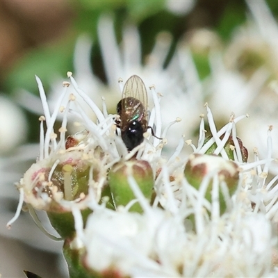 Unidentified True fly (Diptera) at Yackandandah, VIC - 1 Dec 2024 by KylieWaldon