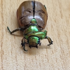 Anoplognathus brunnipennis at Belconnen, ACT - 6 Dec 2024 11:20 AM