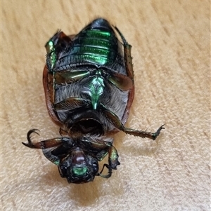 Anoplognathus brunnipennis at Belconnen, ACT - 6 Dec 2024