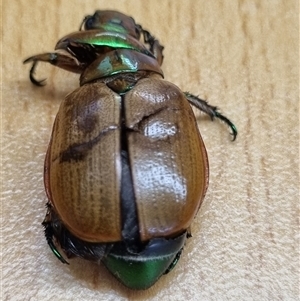 Anoplognathus brunnipennis at Belconnen, ACT - 6 Dec 2024