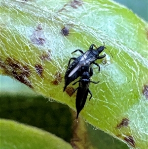 Haplothrips sp. (genus) at Aranda, ACT by Jubeyjubes