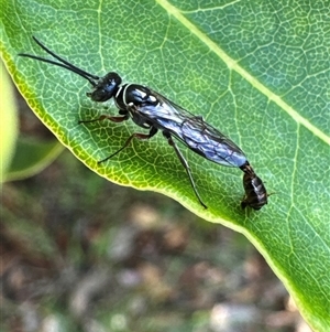 Aeolothynnus sp. (genus) (A flower wasp) at Aranda, ACT by Jubeyjubes