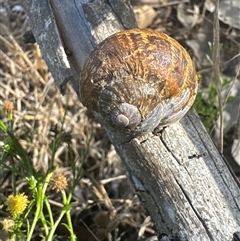 Cornu aspersum (Common Garden Snail) at Aranda, ACT - 6 Dec 2024 by Jubeyjubes