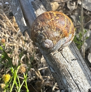 Cornu aspersum at Aranda, ACT - 6 Dec 2024 05:08 PM